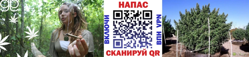 Шишки марихуана гибрид  Петров Вал 